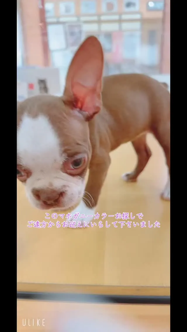 埼玉ブリーダー/ボストンテリア/パピーランドシェリエ