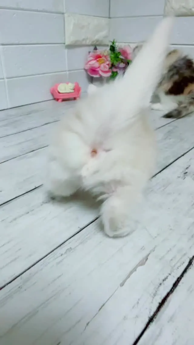 埼玉キャッテリー/木部泉ブリーダー/ミヌエット