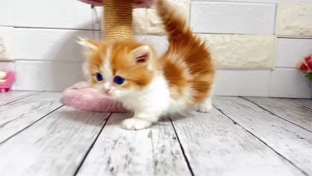 🐾マンチカンロングコート短足くんの魅力に触れてみませんか？✨...