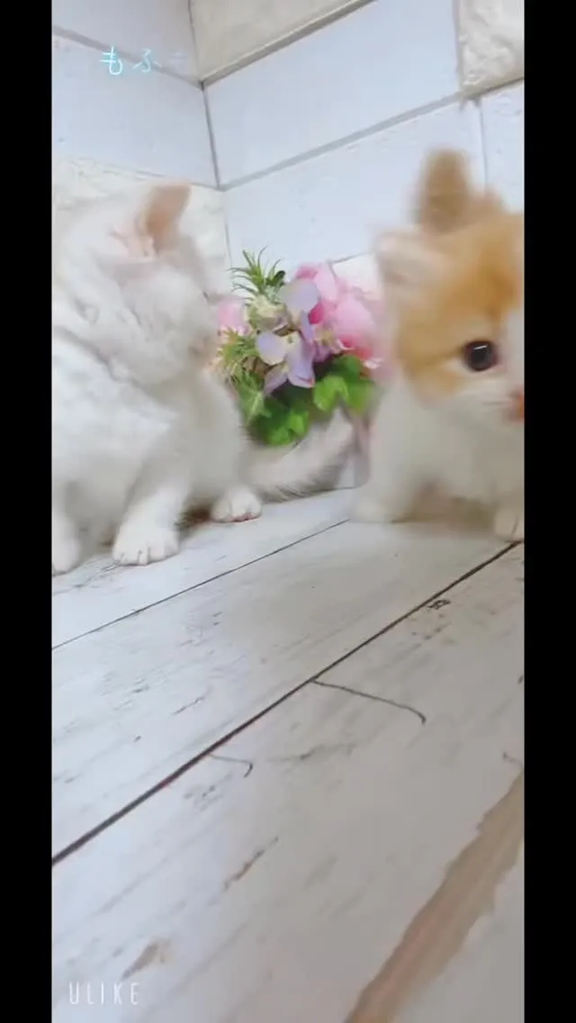 もふもふ×モコモコ×極短足🐾✨