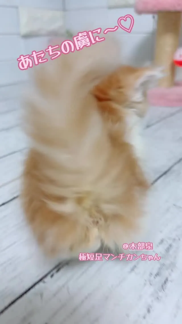 埼玉ブリーダー/マンチカン/マンチカン短足/パピーランドシェ...