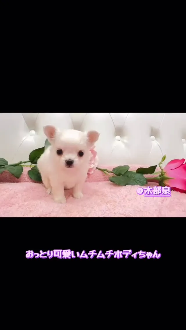 🐶✨こんにちは、チワワの新しい家をお探しの皆さまへ🌟