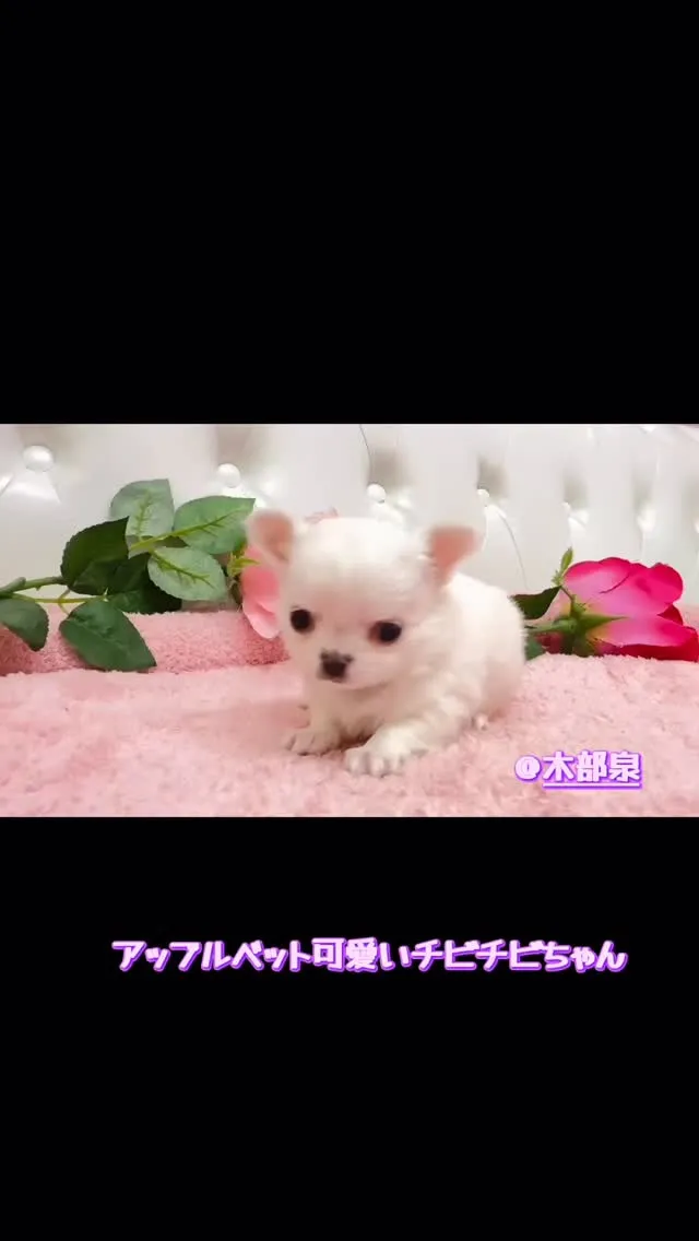 埼玉チワワ/ホワイトチワワ/パピーランドシェリエ