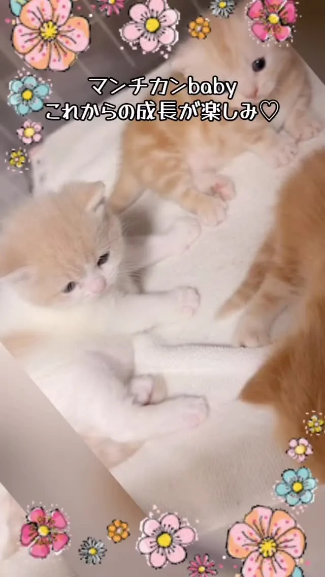 埼玉マンチカン/ブリーダー直販/パピーランドシェリエ