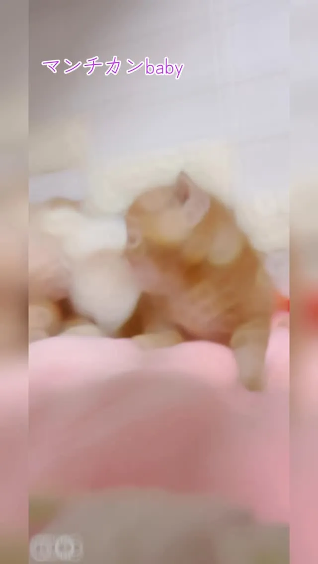 埼玉ブリーダー/マンチカン/パピーランドシェリエ