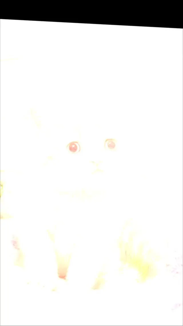 めっちゃ可愛いマンチカン長足ちゃんが誕生しました🐾新しい家族...