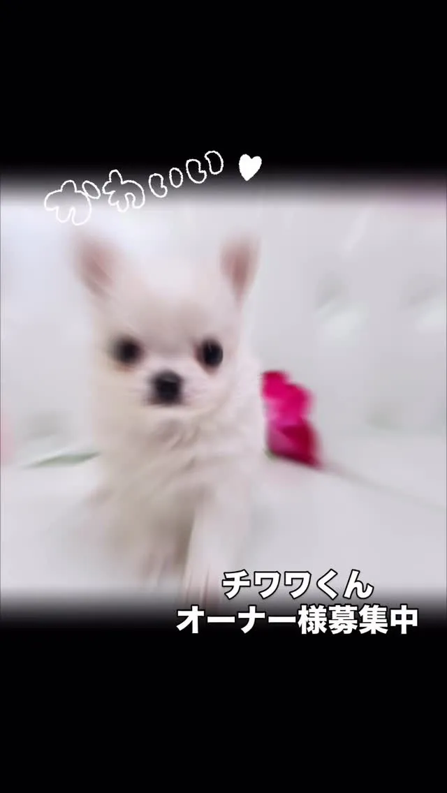 埼玉チワワ/チワワブリーダー/パピーランドシェリエ