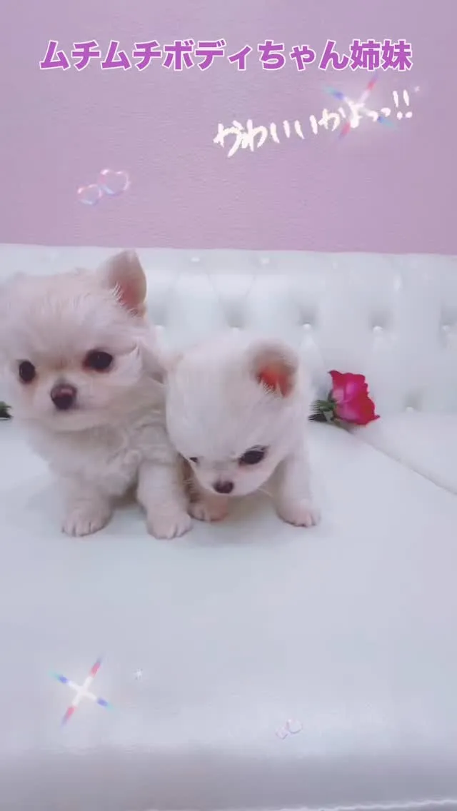 ムチムチボディが愛らしい、可愛い姉妹のワンちゃんたち🐾💕 本...