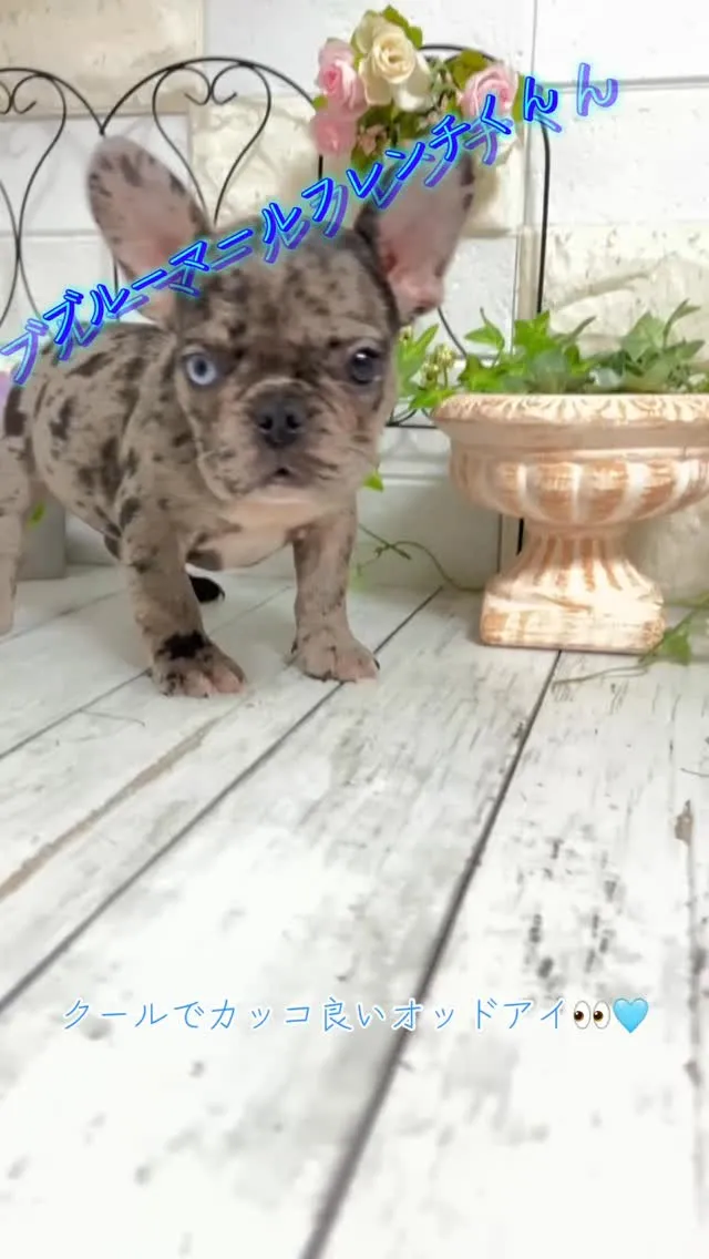 フレンチブルドッグ/埼玉フレンチブルドッグ/パピーランドシェ...