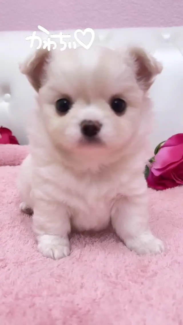 埼玉チワワ/チワペキ/パピーランドシェリエ