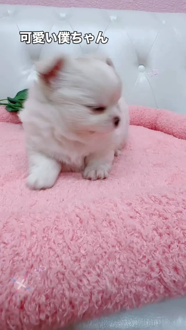 埼玉チワワ/チワペキ/パピーランドシェリエ