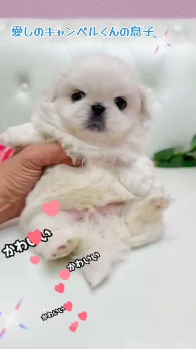 ペキニーズ/埼玉ブリーダー/パピーランドシェリエ