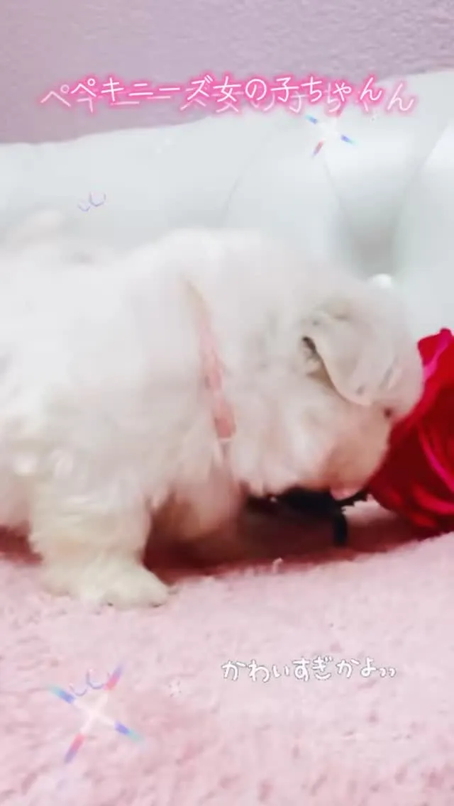 ペキニーズ/パピーランドシェリエ/ブリーダー直販