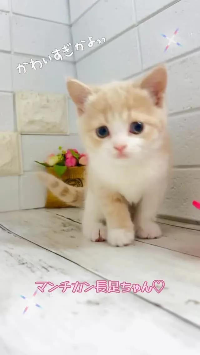 埼玉キャッテリー/パピーランドシェリエ/マンチカン