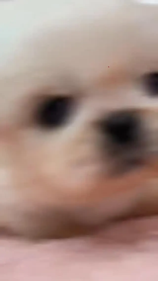 ペキニーズ/埼玉ブリーダー/パピーランドシェリエ