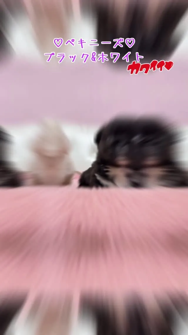 こんにちは🐶✨当ブリーダーの魅力あふれる子犬たちをぜひご覧く...