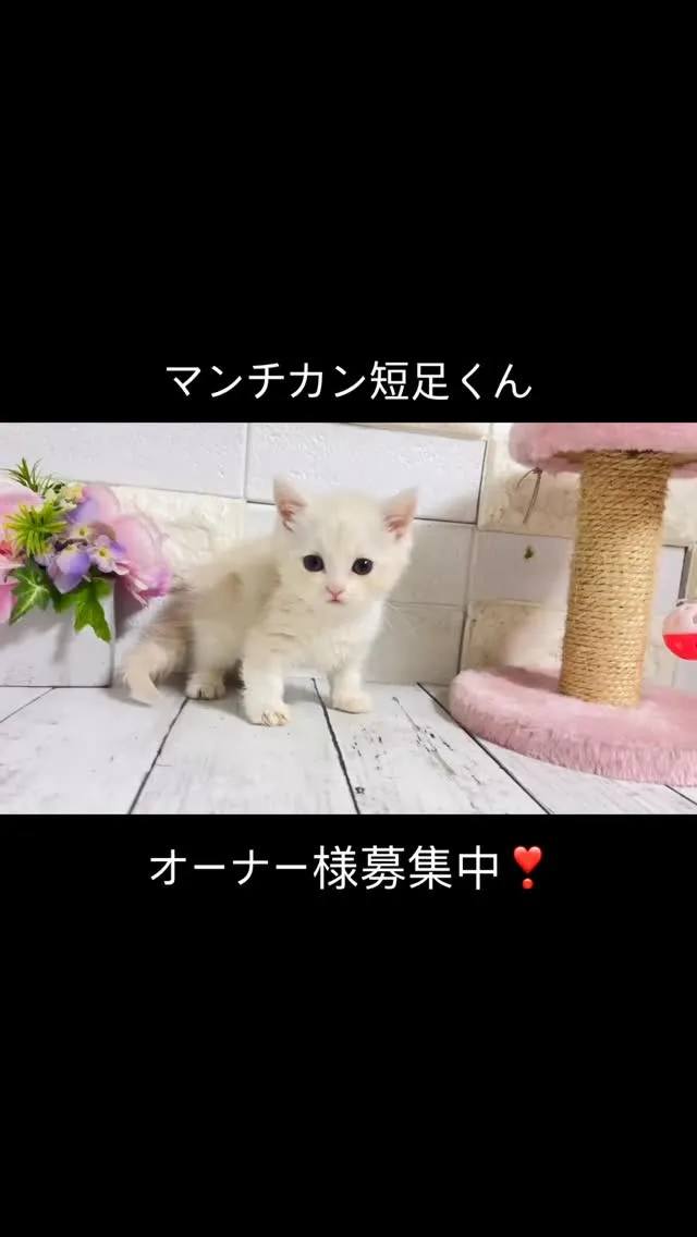埼玉マンチカン/マンチカン短足/パピーランドシェリエ