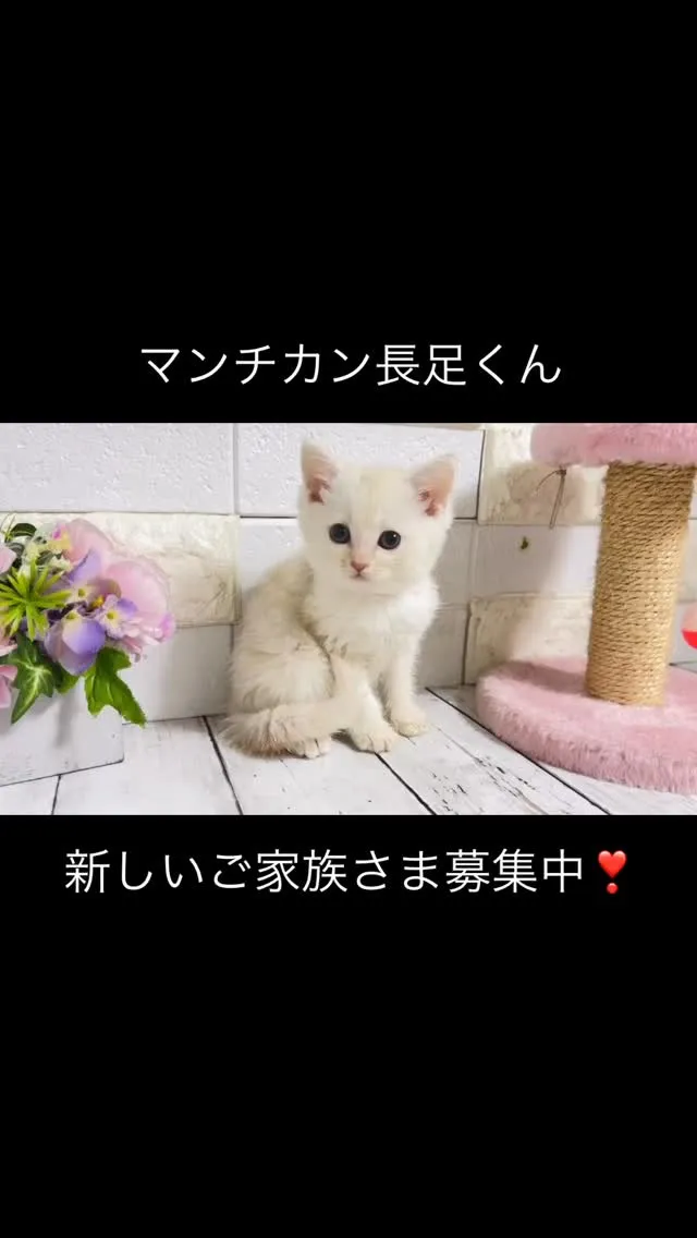 埼玉マンチカン/マンチカン/パピーランドシェリエ