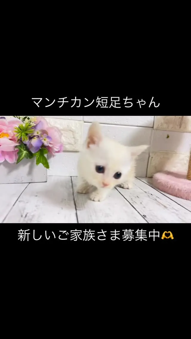 埼玉マンチカン/マンチカン/パピーランドシェリエ