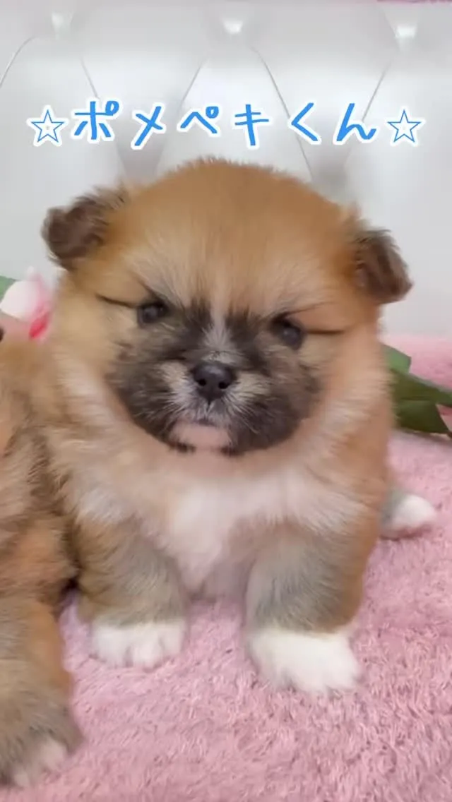 ポメペキ/ペキポメ/ブリーダー直販/パピーランドシェリエ