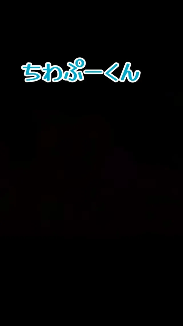 ちわぷー/チワプー/ブリーダー直販/パピーランドシェリエ