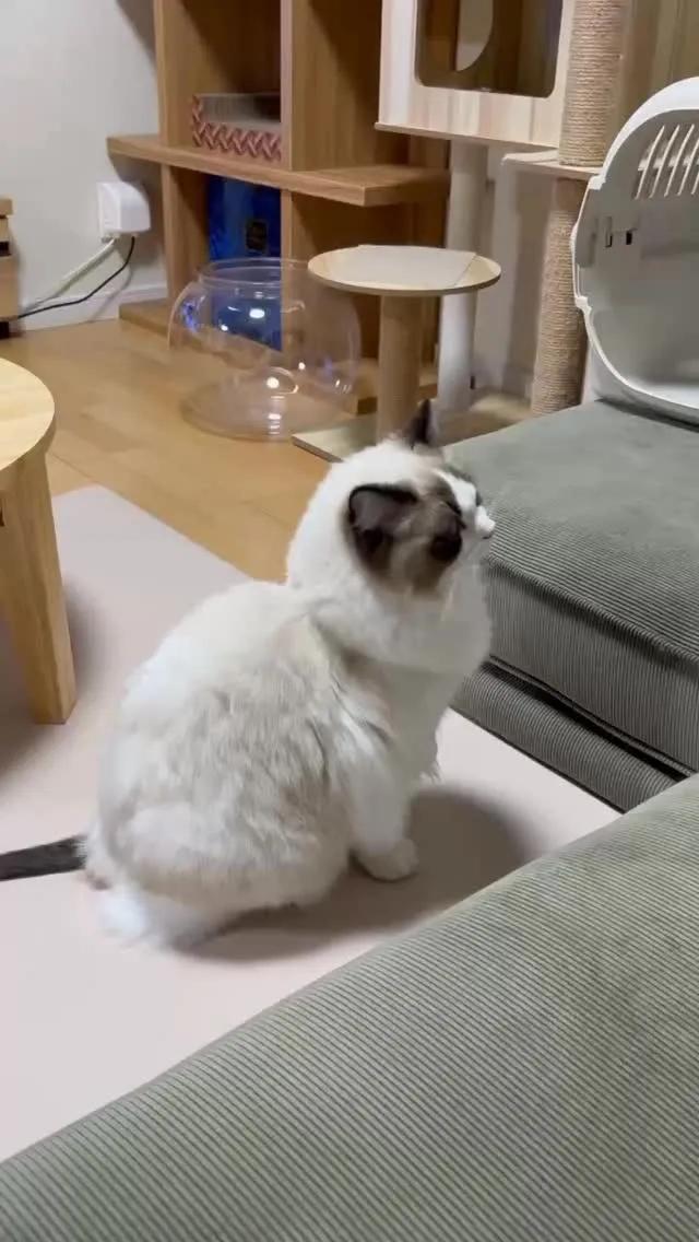 飼い主さんにマイキーって呼ばれて側に寄り添って喉ゴロゴロ😻め...