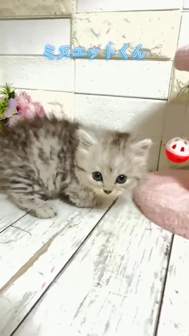 ふわふわとした毛並みと大きな瞳に癒されるミヌエットの子犬たち...