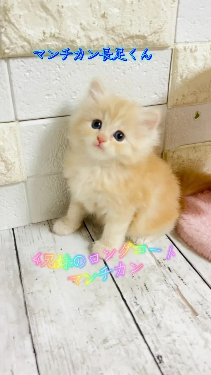 マンチカン/マンチカン子猫/パピーランドシェリエ