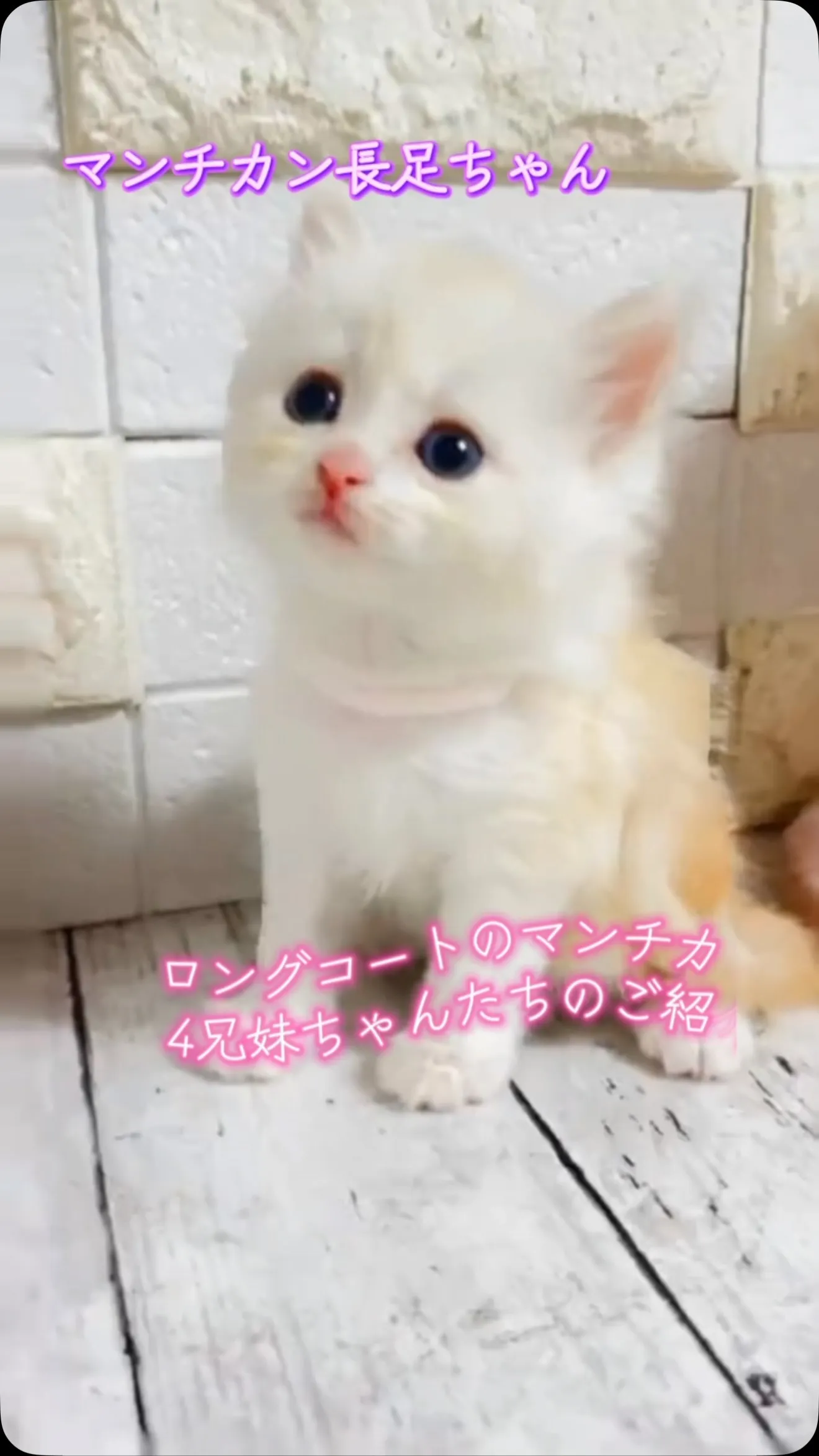 埼玉県深谷市