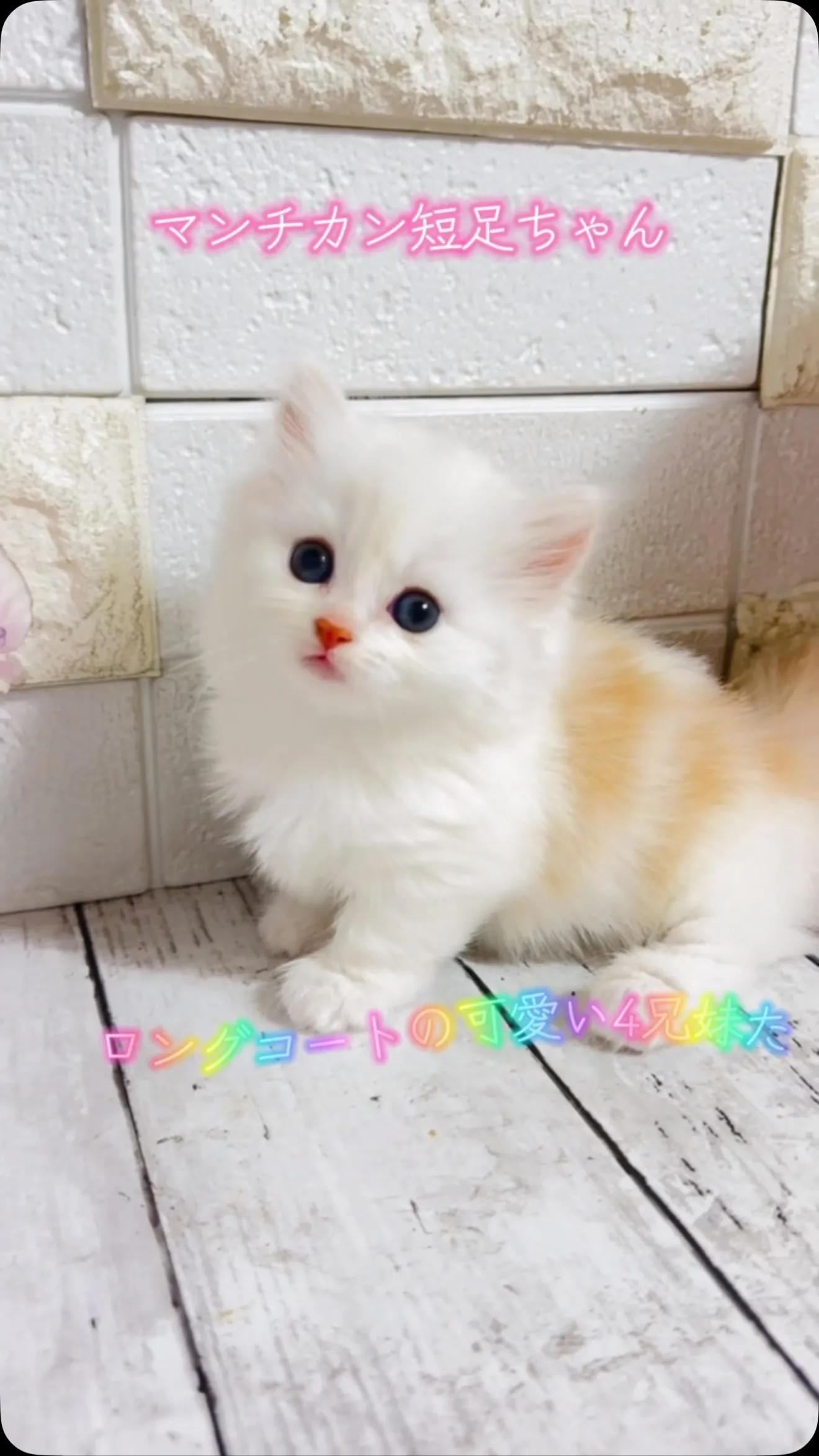マンチカン/埼玉キャッテリー/パピーランドシェリエ
