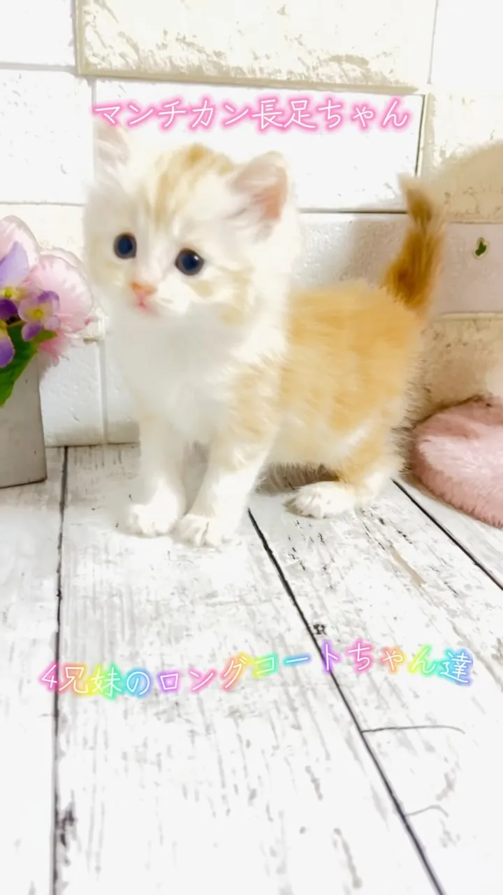 マンチカン/子猫/パピーランドシェリエ