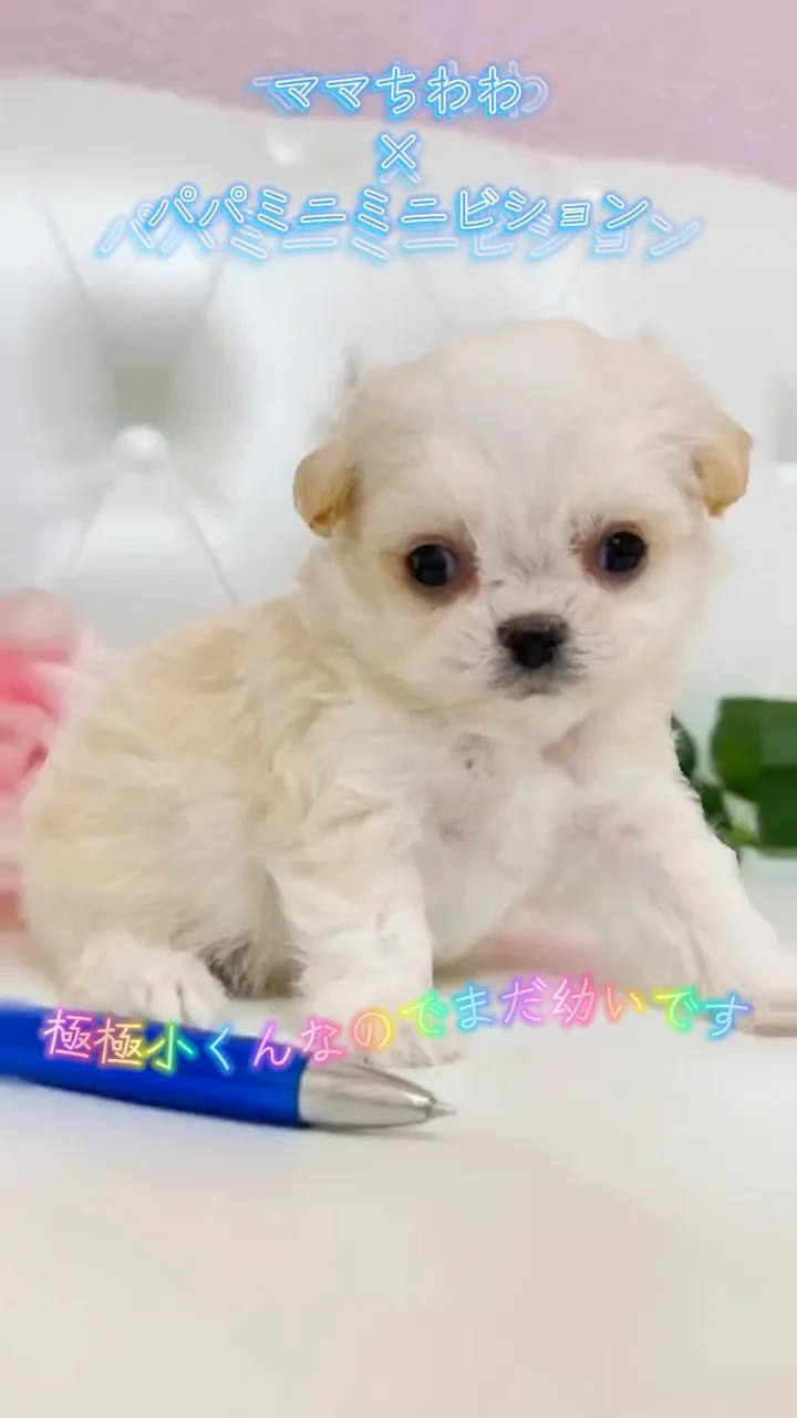 ふわふわの可愛いミックスベビーたちが誕生しています🐾