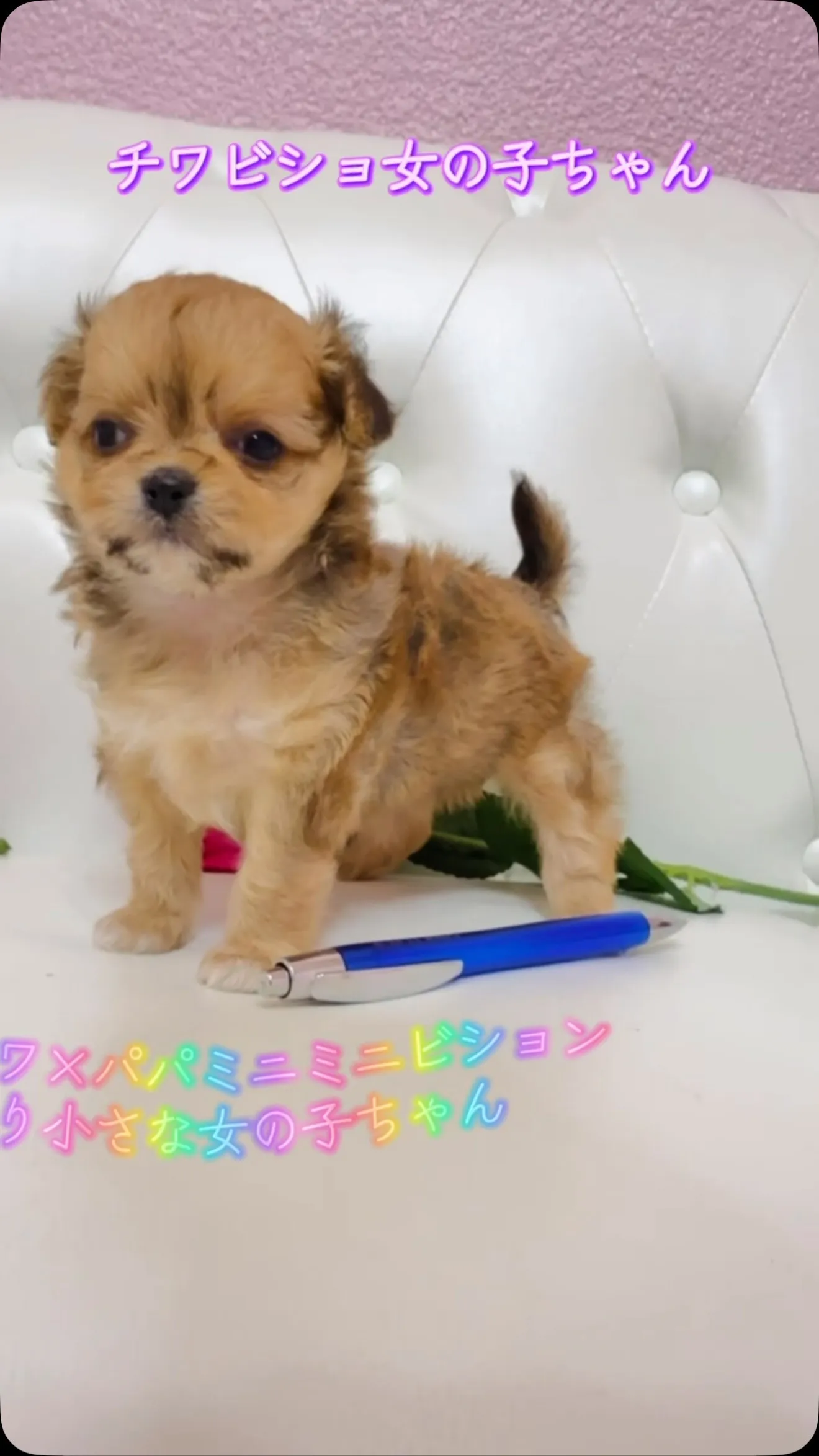 チワビショのミックスベビー4兄ちゃんがスクスク成長中です🐾