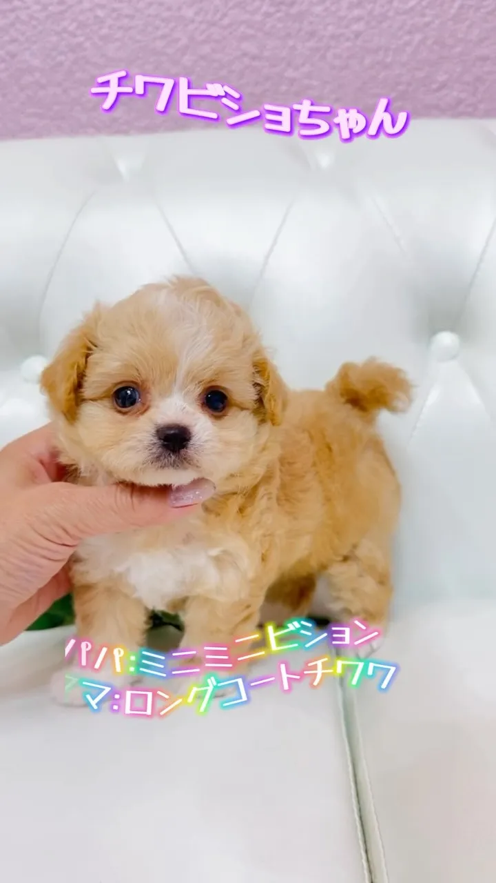 ふわふわの可愛いミックスベビーたちが誕生しています🐾