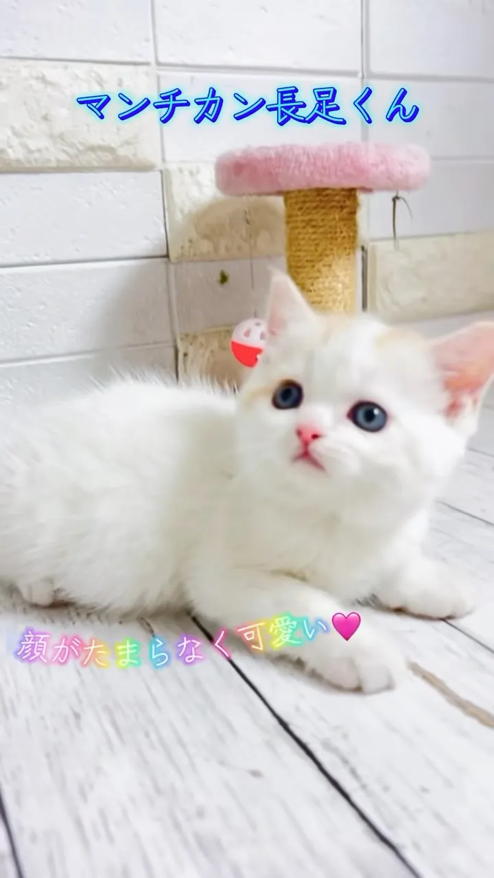 マンチカン/埼玉キャッテリー/パピーランドシェリエ