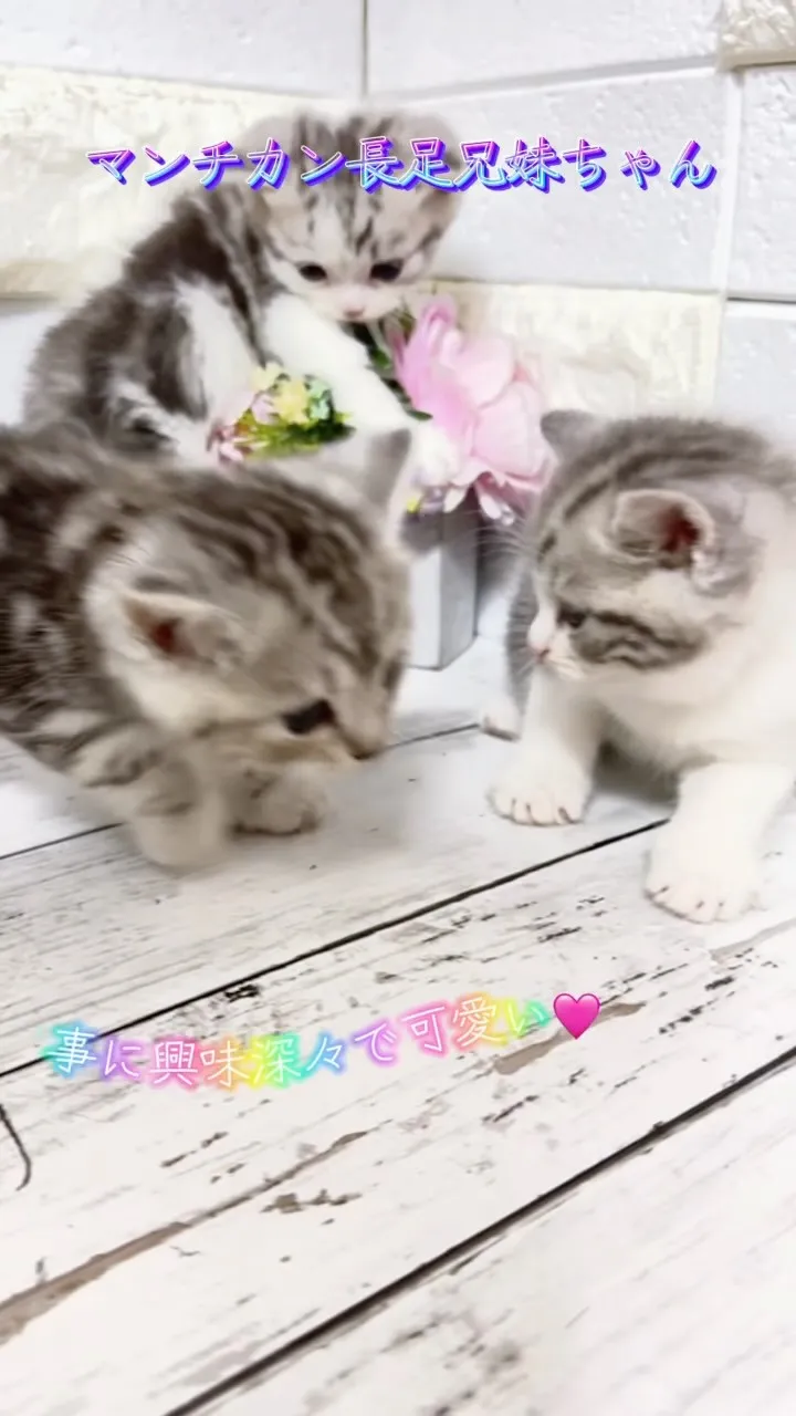 ⚠️可愛さ注意⚠️