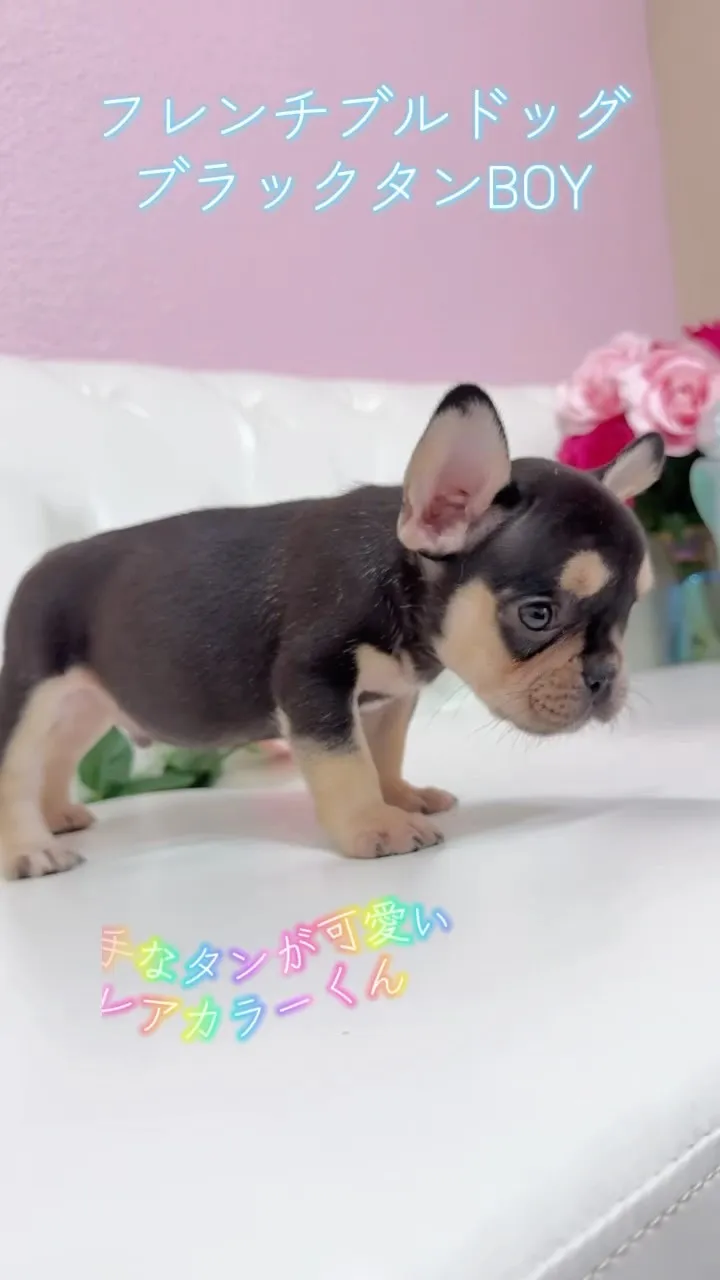 🐶新しい家族をお探しの皆さまへ✨