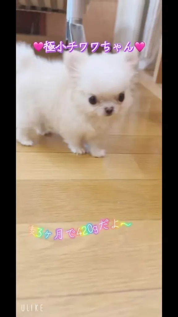 今ならこのチビチビちゃんに直接会っていただけます