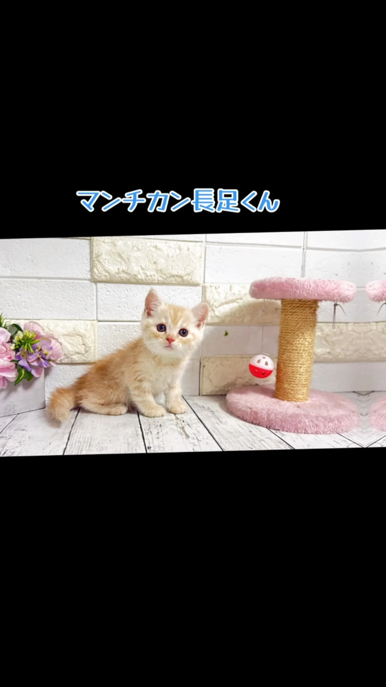 未来のパパ・ママに見つかりますように❣️