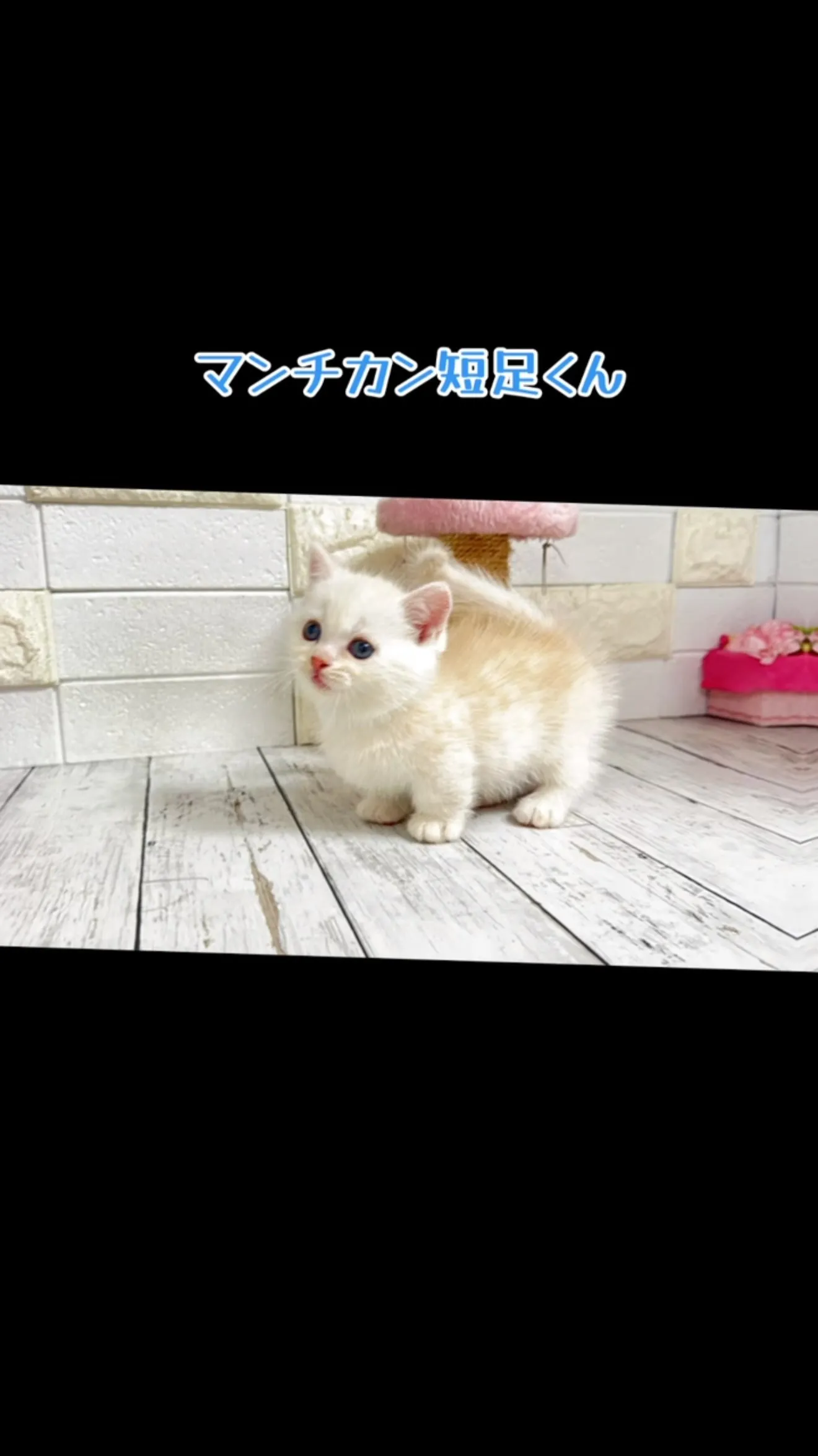 素敵なご縁を待っている子が数名います✨
