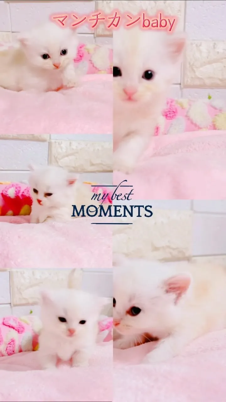 🐾新たな家族をお探しですか？