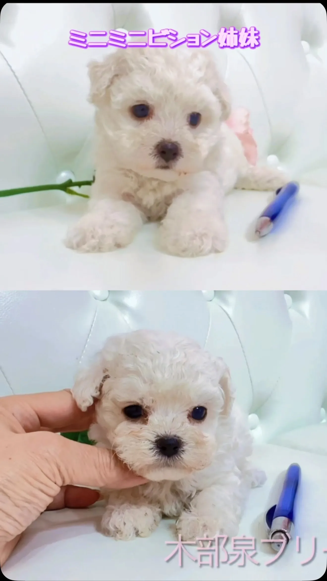 可愛さ満点のミニミニビションフリーゼ🐶