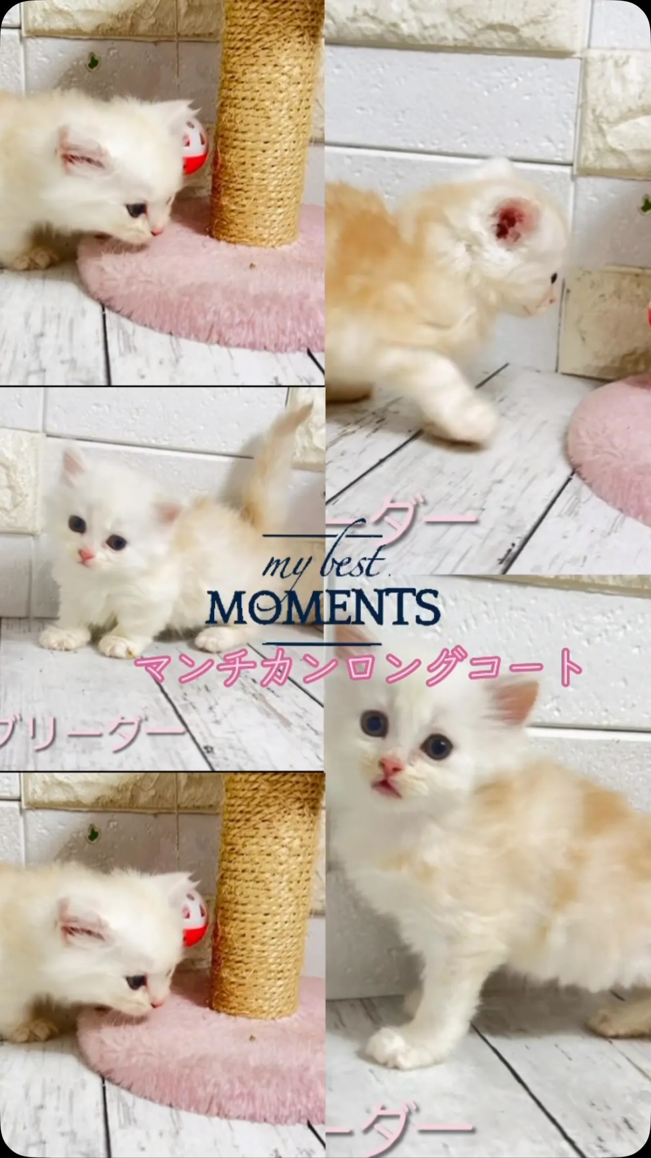 ふわふわのマンチカンbabyちゃんがあなたを待っています🐾