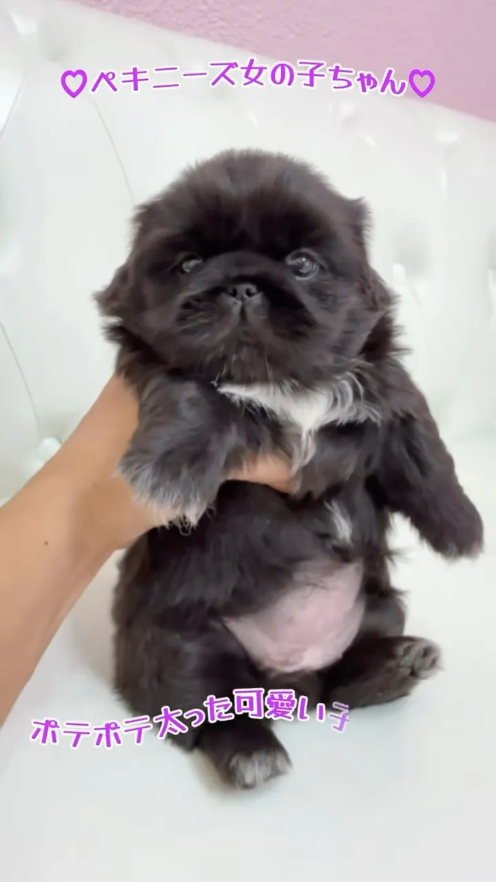 皆さんこんにちは🐶✨素敵なペキニーズの子犬たちが、ここパピー...
