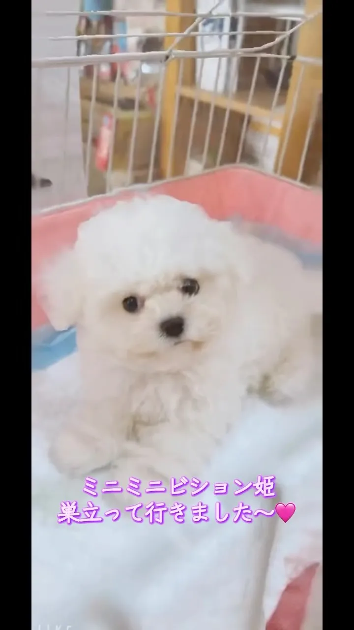 小さな奇跡が新しい家族のもとへ🐾