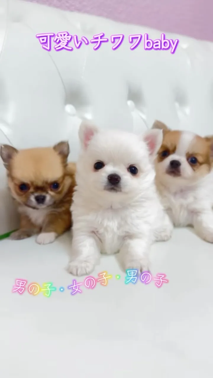 小さな可愛いチワワ兄妹が新しい家族を待っています🐶