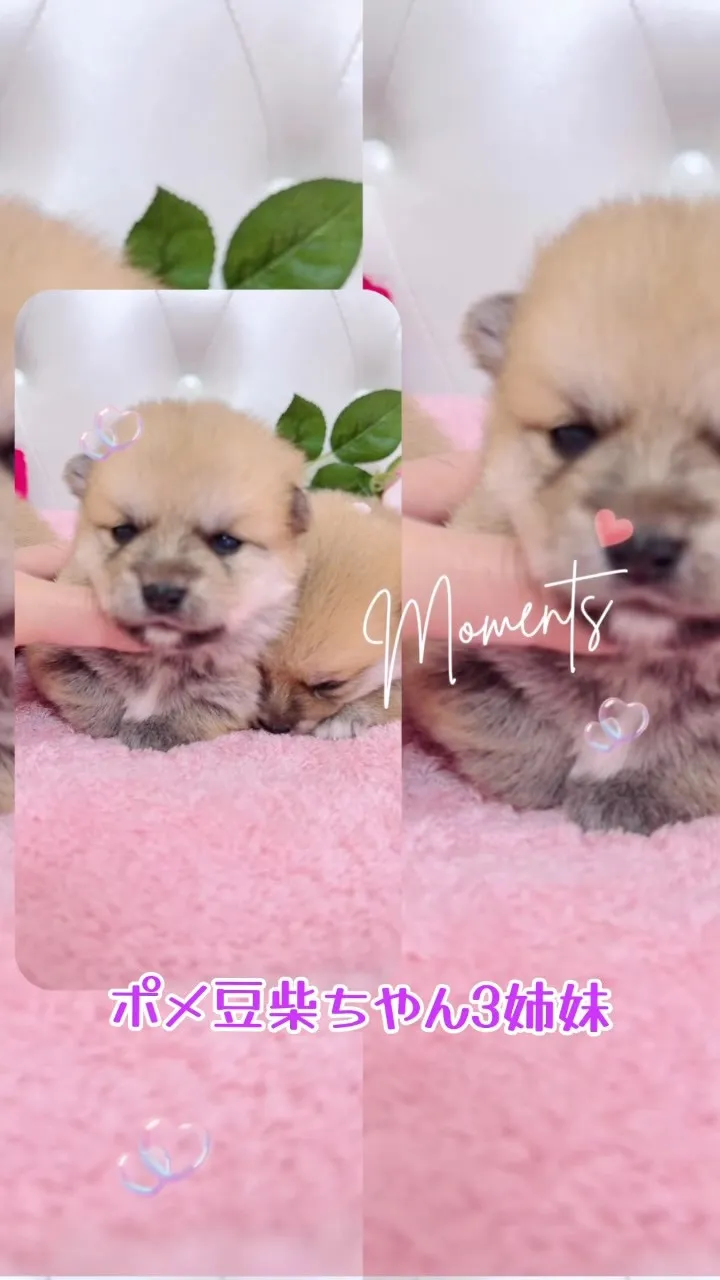 🐶✨埼玉県深谷市の「パピーランドシェリエ」から愛に溢れたミッ...
